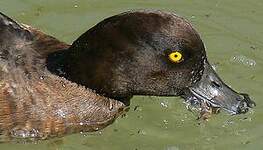 Fuligule morillon