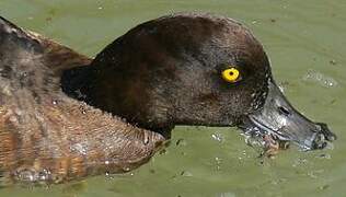 Tufted Duck