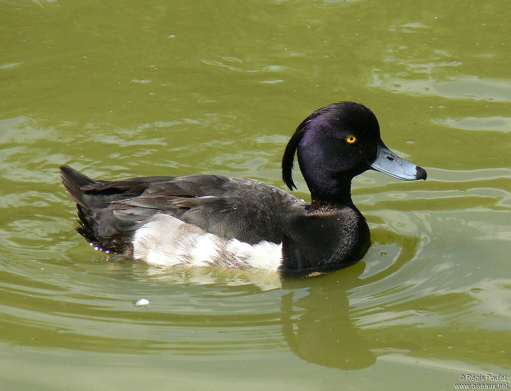 Tufted Duck male adult, identification