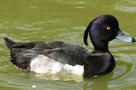 Tufted Duck