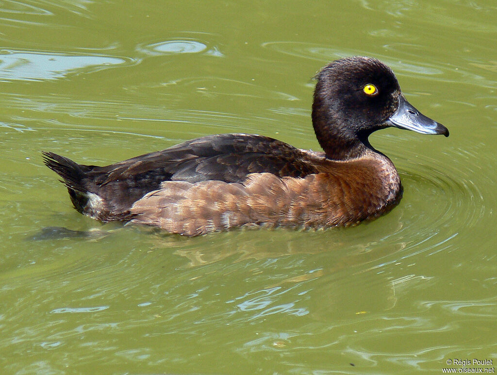 Fuligule morillon femelle adulte, identification