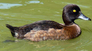 Tufted Duck