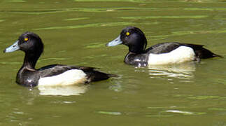 Tufted Duck