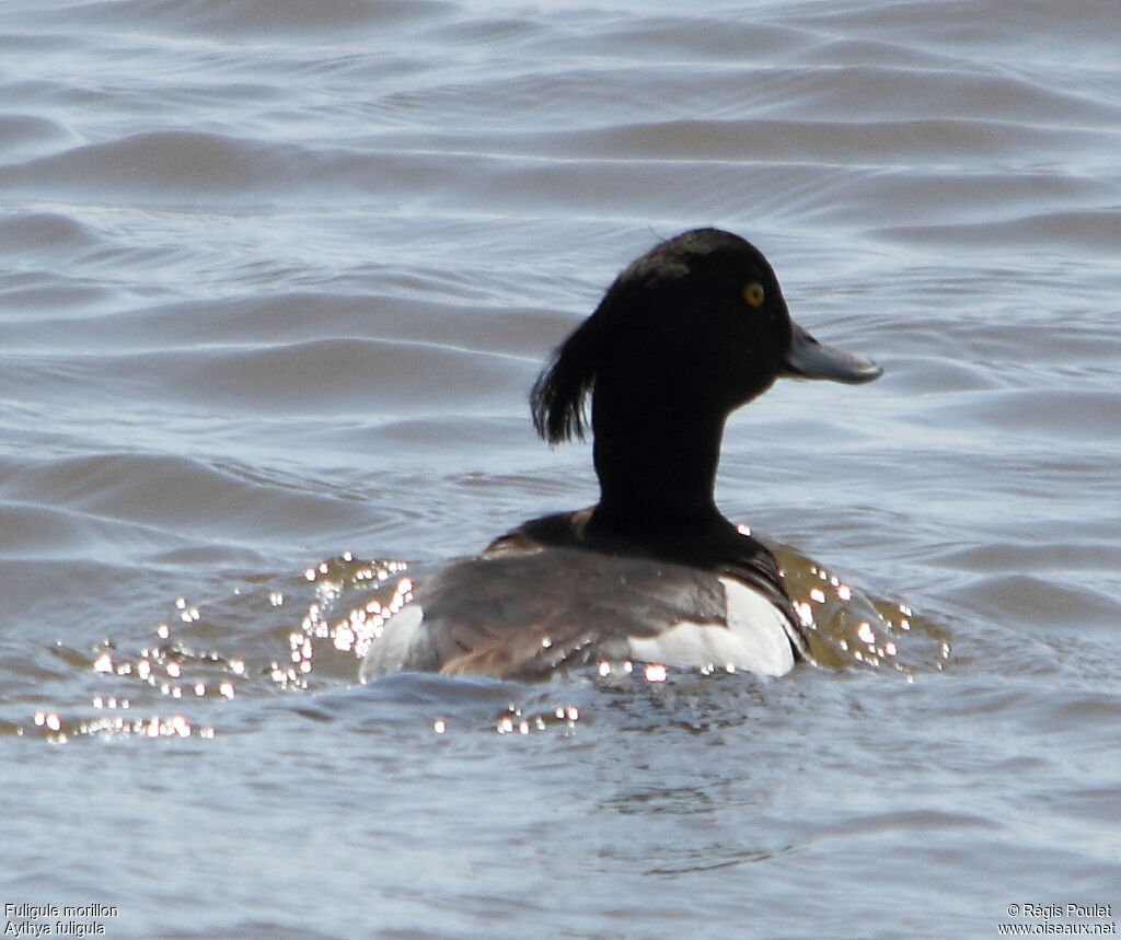 Tufted Duck male adult breeding