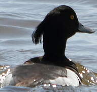 Tufted Duck