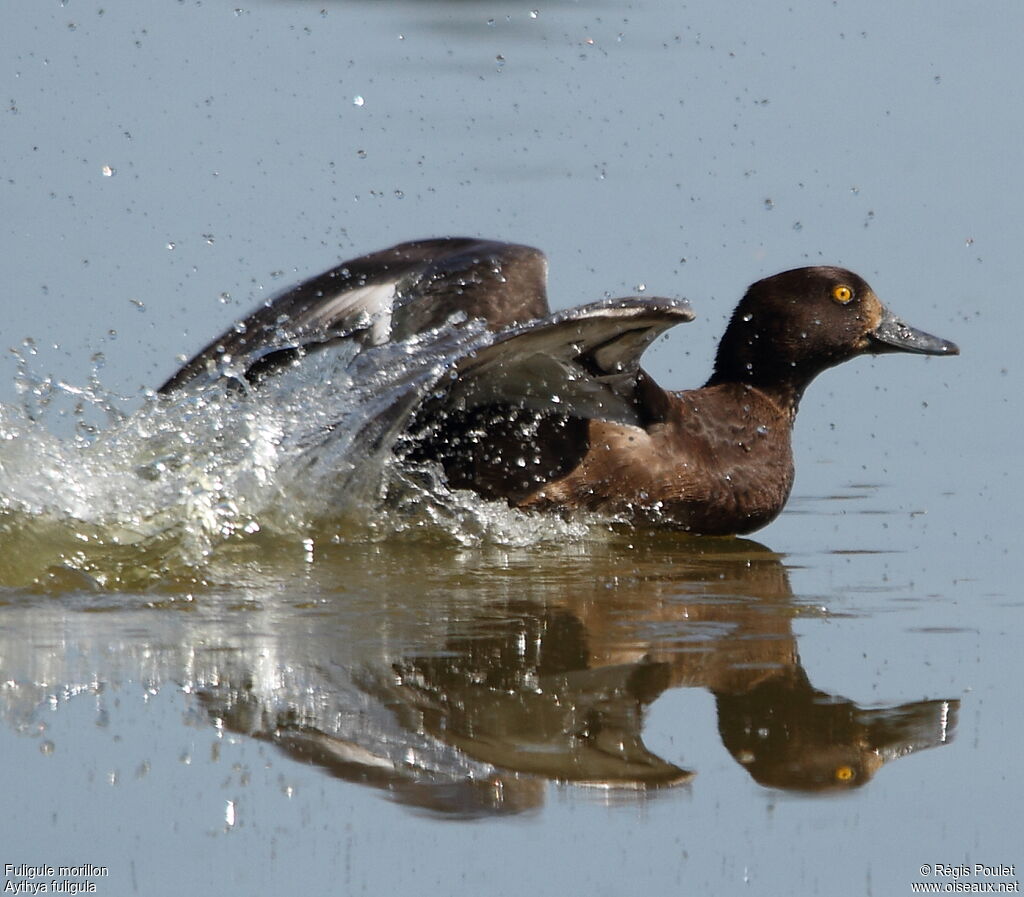 Tufted Duckimmature