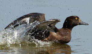 Tufted Duck