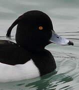 Tufted Duck