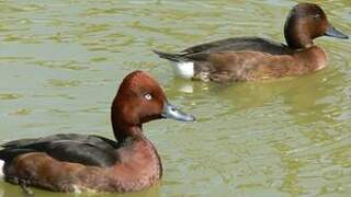 Ferruginous Duck