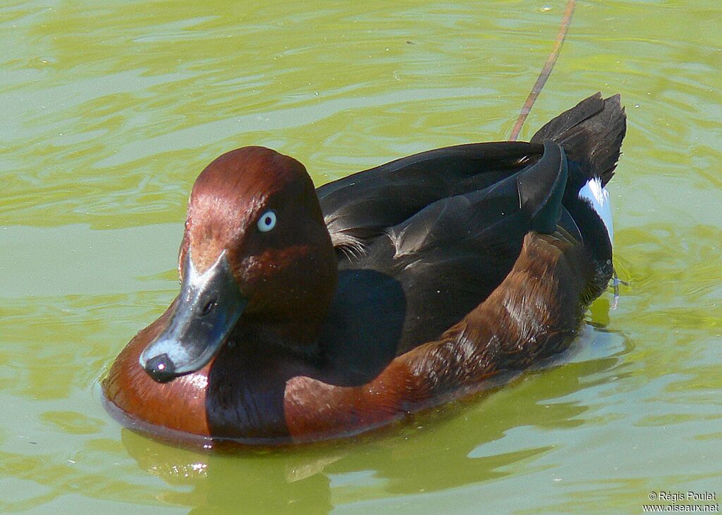 Ferruginous Duck male adult