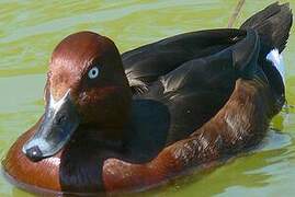 Ferruginous Duck