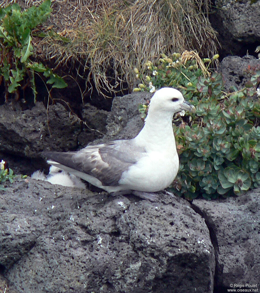 Fulmar boréaladulte