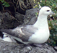 Fulmar boréal