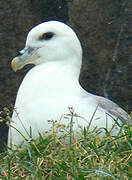 Northern Fulmar