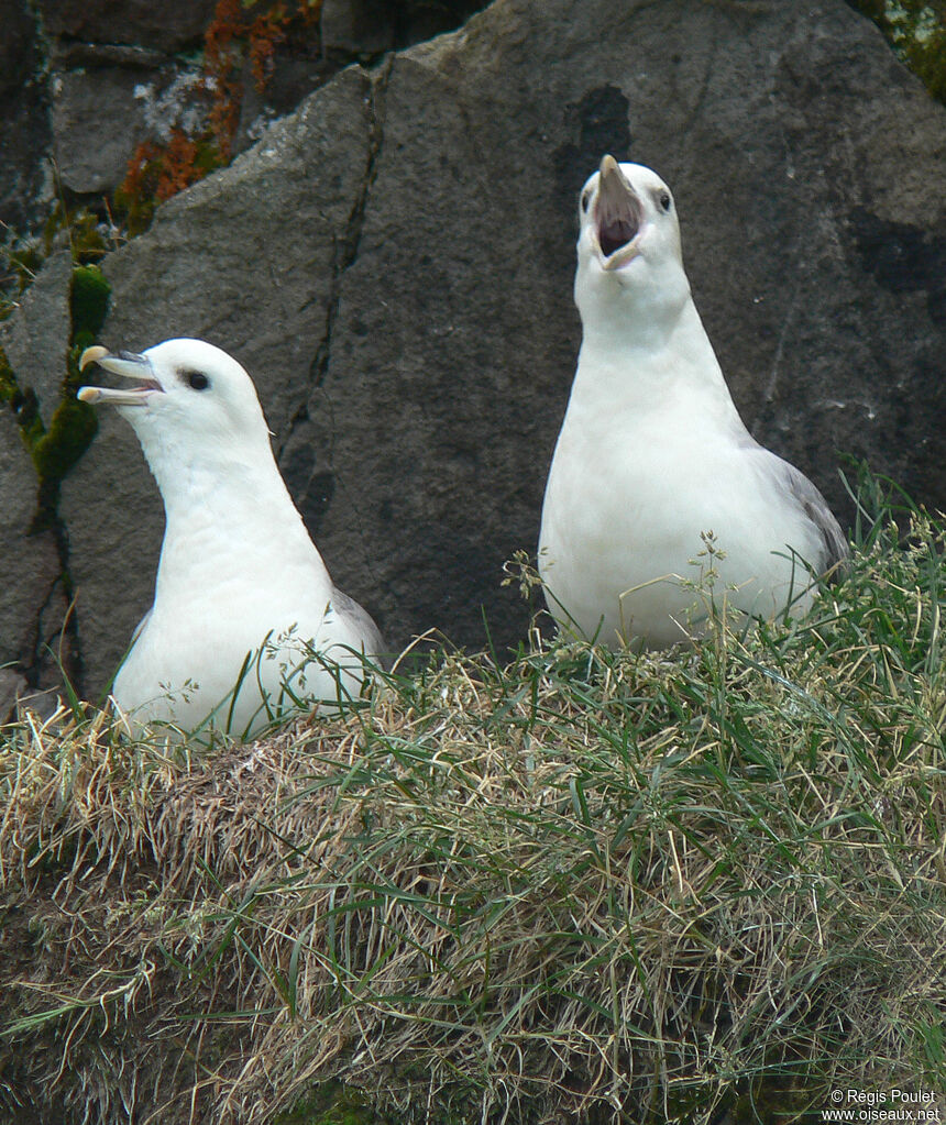 Northern Fulmaradult