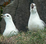 Fulmar boréal