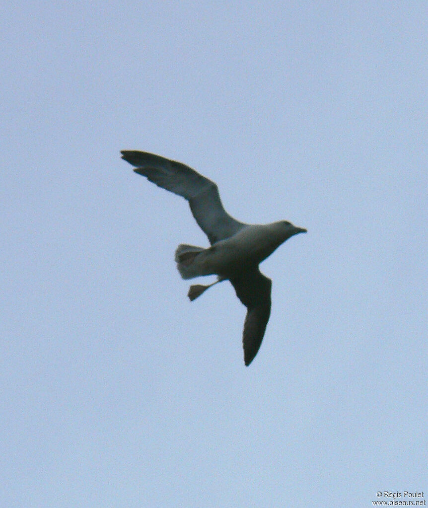 Fulmar boréal, Vol