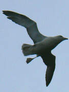 Fulmar boréal