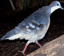 Luzon Bleeding-heart