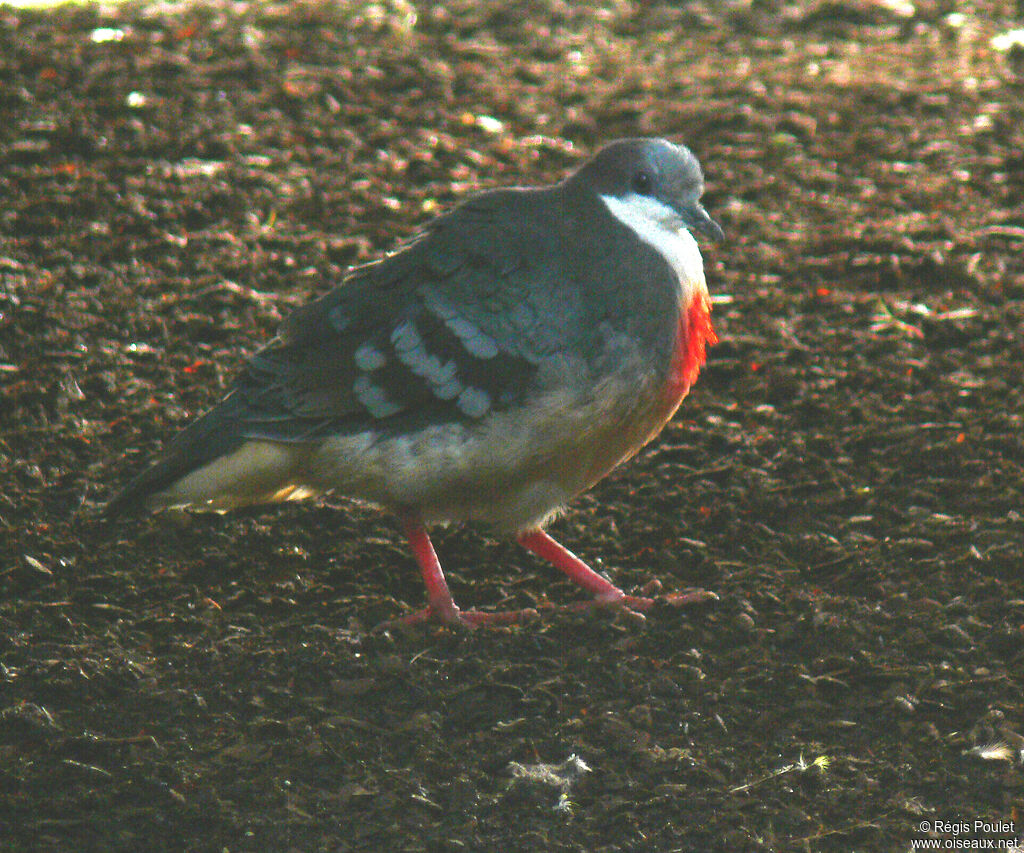 Luzon Bleeding-heart