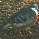 Gallicolombe poignardée