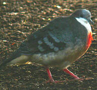 Luzon Bleeding-heart