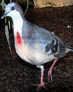 Luzon Bleeding-heart