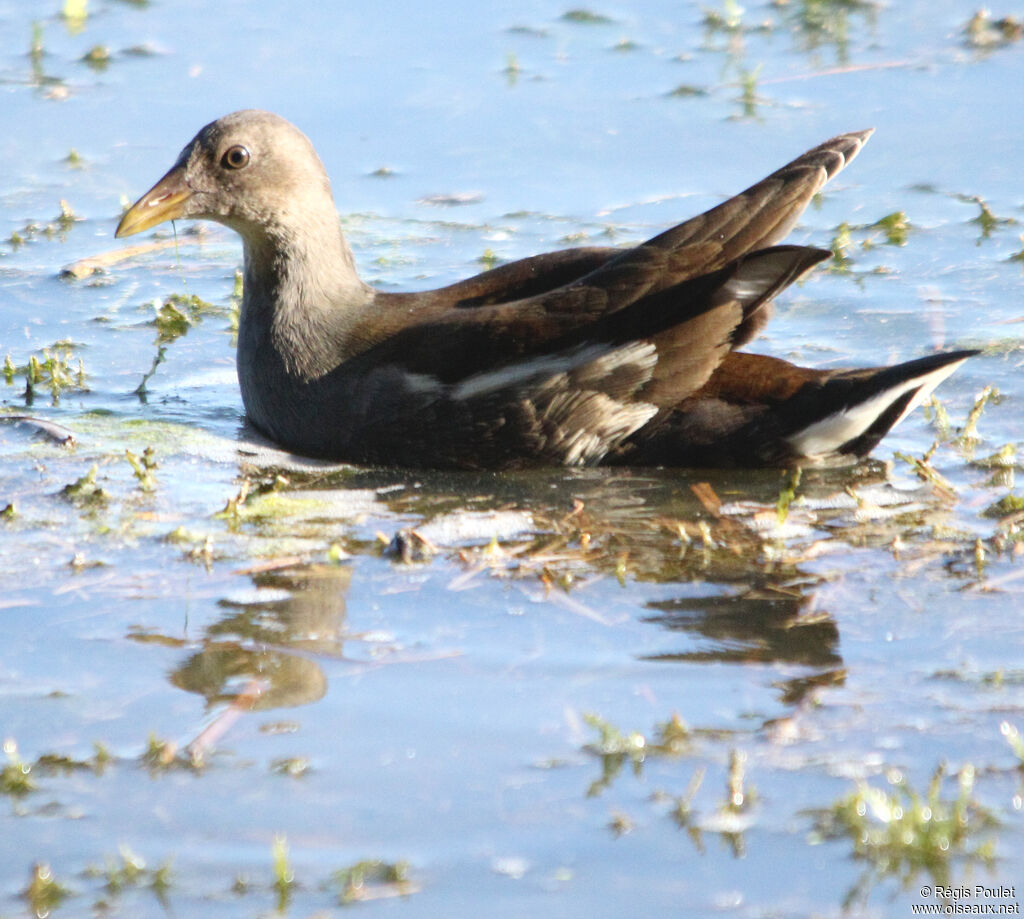 Gallinule poule-d'eaujuvénile, identification