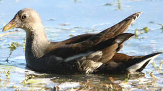 Gallinule poule-d'eau