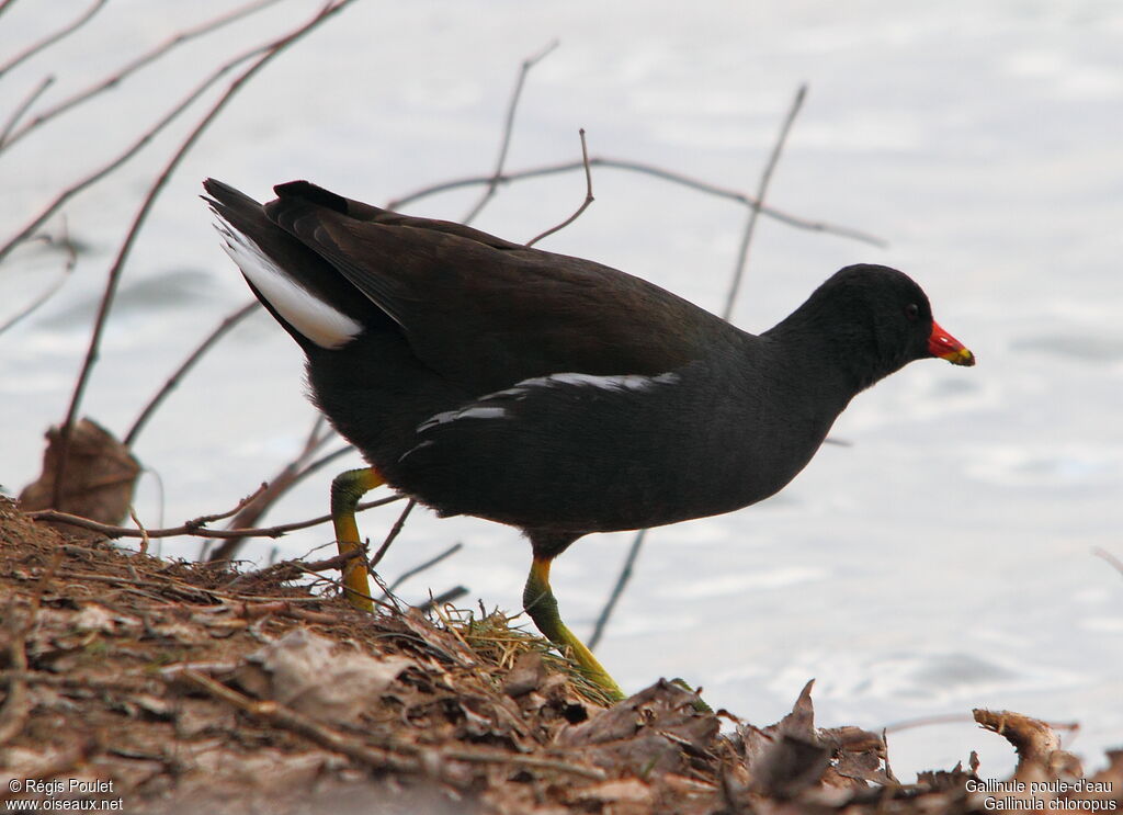 Gallinule poule-d'eauadulte, identification