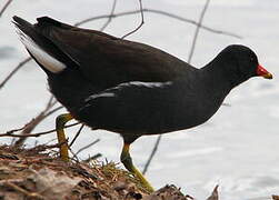 Common Moorhen