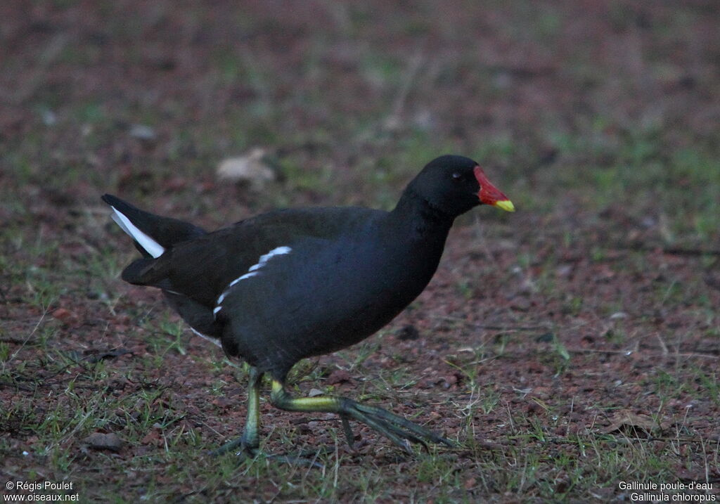 Gallinule poule-d'eau