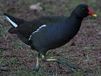 Gallinule poule-d'eau