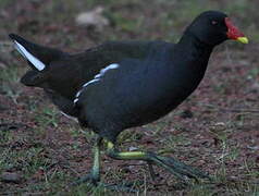 Common Moorhen