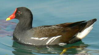 Gallinule poule-d'eau