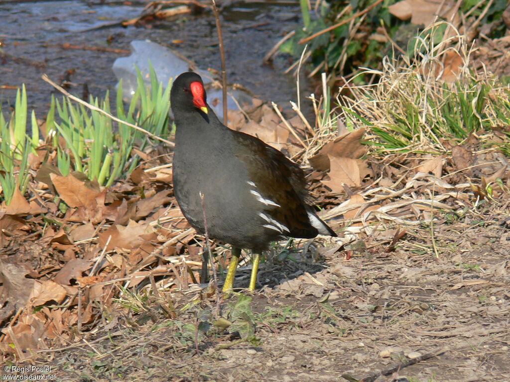 Gallinule poule-d'eauadulte, identification