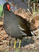 Gallinule poule-d'eau