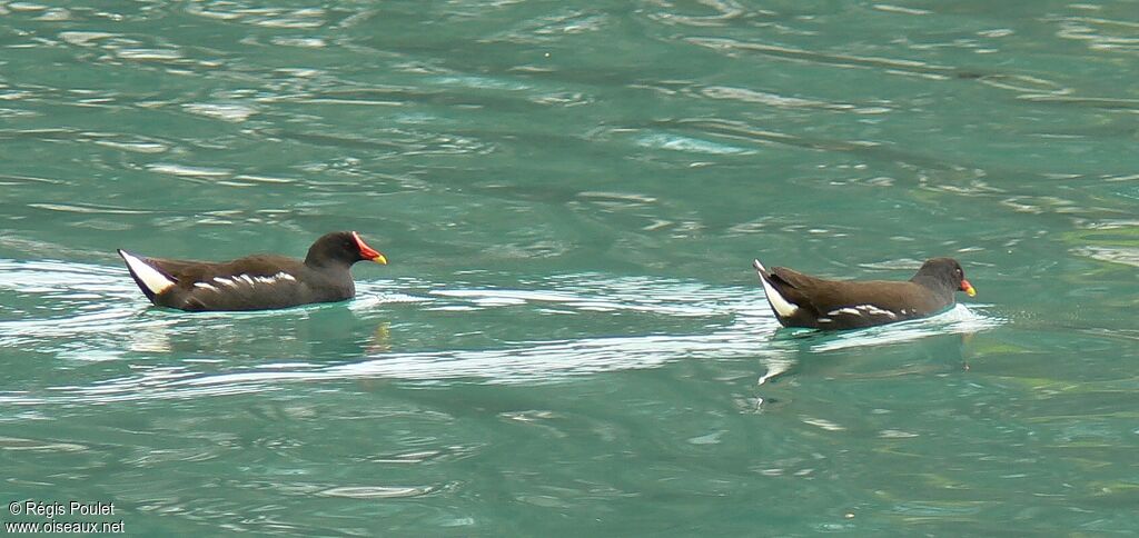 Gallinule poule-d'eau adulte