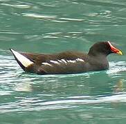 Common Moorhen