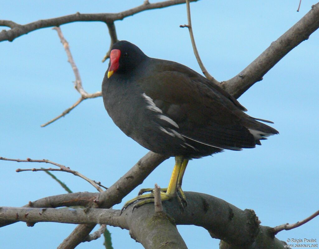 Gallinule poule-d'eauadulte, identification