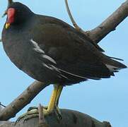 Gallinule poule-d'eau