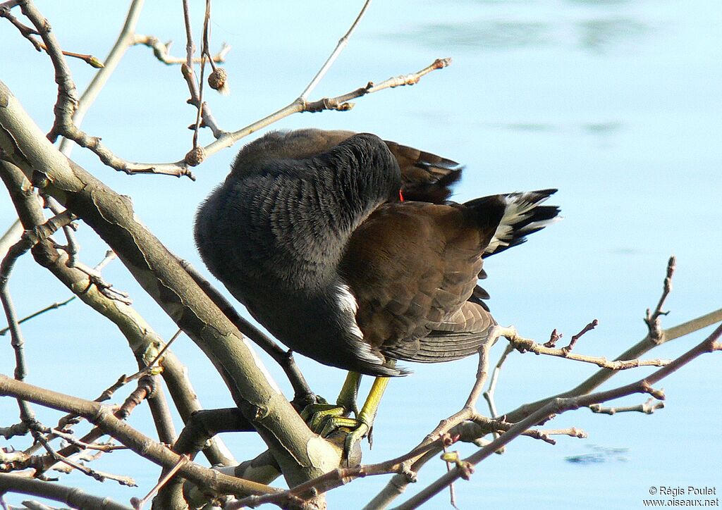 Common Moorhenadult, Behaviour