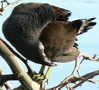 Common Moorhen