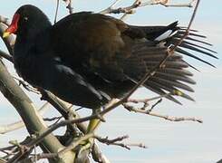 Common Moorhen