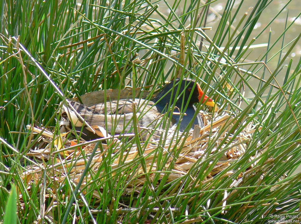 Gallinule poule-d'eauadulte, Nidification