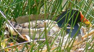 Gallinule poule-d'eau