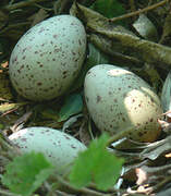 Common Moorhen