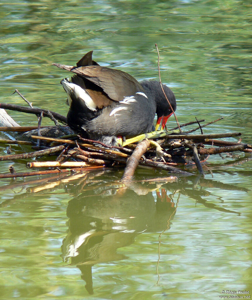 Common Moorhenadult, Reproduction-nesting