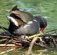 Gallinule poule-d'eau