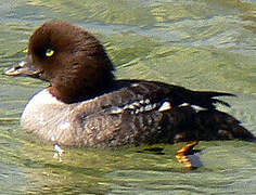 Barrow's Goldeneye